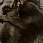 Charlie Mon Chat  Européen Mâle - Garde d'animaux à domicile