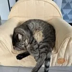 Lily Mon Chat  Européen Femelle - Garde d'animaux à domicile