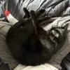 Images de profil de LUBIN - Blooming Pets - Petsitting et garde d'animaux à domicile