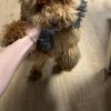Images de profil de LUBIN - Blooming Pets - Petsitting et garde d'animaux à domicile