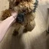 Images de profil de LUBIN - Blooming Pets - Petsitting et garde d'animaux à domicile