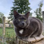 Bueno Mon Chat  Chartreux Mâle - Garde d'animaux à domicile