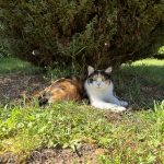 Nina Mon Chat  Européen Femelle - Garde d'animaux à domicile