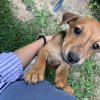 Images de profil de Lucie - Blooming Pets - Petsitting et garde d'animaux à domicile