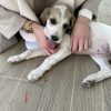 Images de profil de Lucie - Blooming Pets - Petsitting et garde d'animaux à domicile