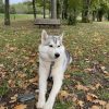 Images de profil de Lucie - Blooming Pets - Petsitting et garde d'animaux à domicile