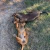 Images de profil de Lucie - Blooming Pets - Petsitting et garde d'animaux à domicile