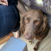 Images de profil de Lucie - Blooming Pets - Petsitting et garde d'animaux à domicile