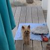 Images de profil de Lucie - Blooming Pets - Petsitting et garde d'animaux à domicile