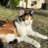 Images de profil de Lucie - Blooming Pets - Petsitting et garde d'animaux à domicile