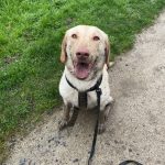 Opale Mon Chien  Labrador Retriever Femelle - Garde d'animaux à domicile