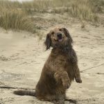 Pollux Mon Chien  Teckel Mâle stérilisé - Garde d'animaux à domicile