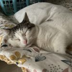 Gaston Mon Chat  Européen Mâle stérilisé - Garde d'animaux à domicile