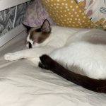Alice Mon Chat  Européen Femelle stérilisée - Garde d'animaux à domicile