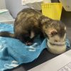 Images de profil de Lucie - Blooming Pets - Petsitting et garde d'animaux à domicile
