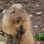 Image de profil de Lucie - Blooming Pets - Petsitting et garde d'animaux à domicile