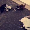 Images de profil de Lucie - Blooming Pets - Petsitting et garde d'animaux à domicile