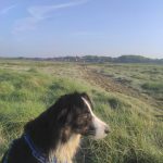 Rio Mon Chien  Border Collie Mâle - Garde d'animaux à domicile