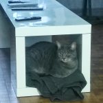Shaka Mon Chat  Européen Mâle - Garde d'animaux à domicile