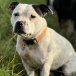 Pablo Mon Chien  Staffordshire Bull Terrier Mâle stérilisé - Garde d'animaux à domicile
