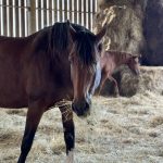Lady Mon Cheval  Selle Français Femelle - Garde d'animaux à domicile