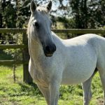 Belinda Mon Cheval  Selle Français Femelle - Garde d'animaux à domicile