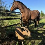 Prunelle Mon Cheval  Selle Français Femelle - Garde d'animaux à domicile