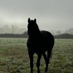 Libretto Mon Cheval  Selle Français Mâle - Garde d'animaux à domicile