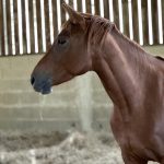 Valhalla Mon Cheval  Selle Français Femelle - Garde d'animaux à domicile