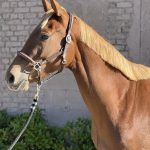 Kendall Mon Cheval  Selle Français Femelle - Garde d'animaux à domicile