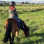 Eriz Mon Poney  Shetland Hongre - Garde d'animaux à domicile