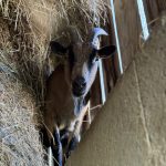 Biquette Ma Chèvre  Alpine Femelle - Garde d'animaux à domicile