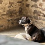Rubis Mon Chien  Staffordshire Bull Terrier Femelle - Garde d'animaux à domicile
