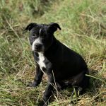 Vérone Mon Chien  Staffordshire Bull Terrier Femelle - Garde d'animaux à domicile