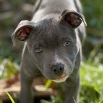 Venus Mon Chien  Staffordshire Bull Terrier Femelle - Garde d'animaux à domicile