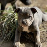 Vitaa Mon Chien  Staffordshire Bull Terrier Femelle - Garde d'animaux à domicile
