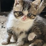 Virus Mon Chat  Croisé Femelle - Garde d'animaux à domicile