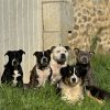 Images de profil de Ludivine - Blooming Pets - Petsitting et garde d'animaux à domicile