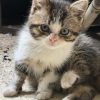 Images de profil de Ludivine - Blooming Pets - Petsitting et garde d'animaux à domicile