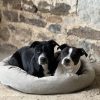 Images de profil de Ludivine - Blooming Pets - Petsitting et garde d'animaux à domicile