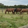 Images de profil de Ludivine - Blooming Pets - Petsitting et garde d'animaux à domicile