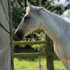 Images de profil de Ludivine - Blooming Pets - Petsitting et garde d'animaux à domicile