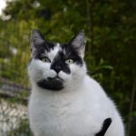 Meïko Mon Chat  European Shorthair Mâle stérilisé - Garde d'animaux à domicile