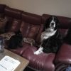 Images de profil de Ludovic - Blooming Pets - Petsitting et garde d'animaux à domicile