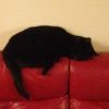 Images de profil de Ludovic - Blooming Pets - Petsitting et garde d'animaux à domicile