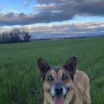 Maya Maya Mon Chien Berger Belge Malinois Femelle - Garde d'animaux Ă domicile