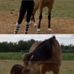Rasci Rasci Mon Cheval Origine Non Constatée (ONC) Mùle - Garde d'animaux à domicile