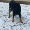 Images de profil de Luna - Blooming Pets - Petsitting et garde d'animaux à domicile
