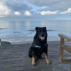 Images de profil de Luna - Blooming Pets - Petsitting et garde d'animaux à domicile