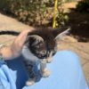 Images de profil de Luna - Blooming Pets - Petsitting et garde d'animaux à domicile
